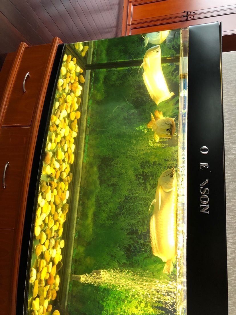 魚友們求解