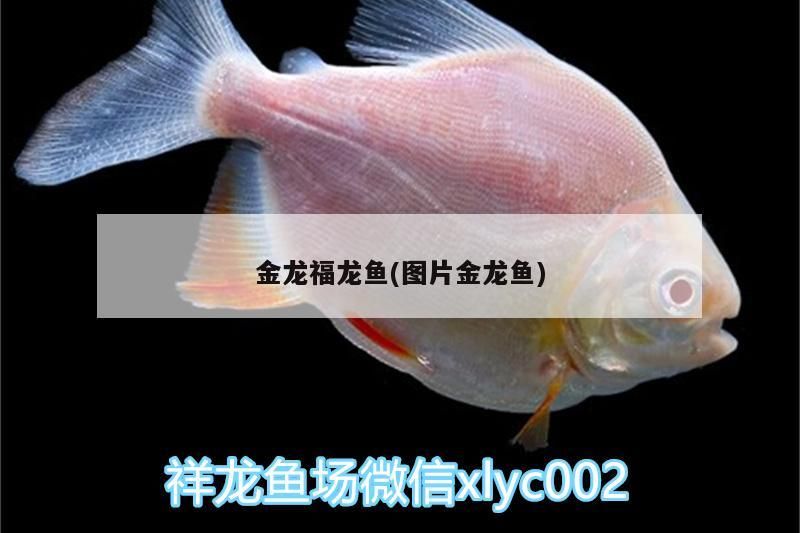金龍福龍魚(圖片金龍魚)