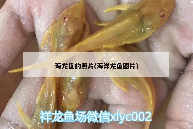 龍魚縮鰭是什么毛病（魚缸水硬度多少合適）
