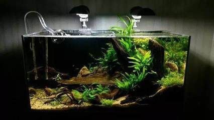 草缸觀賞魚混養魚最佳搭配（草缸觀賞魚混養搭配方案草缸觀賞魚混養魚最佳搭配方案）