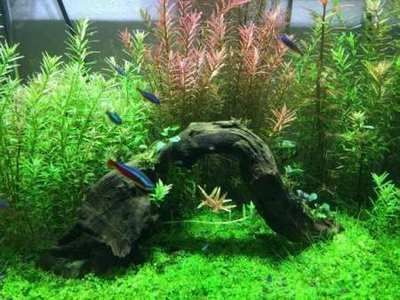 草缸觀賞魚混養魚最佳搭配（草缸觀賞魚混養搭配方案草缸觀賞魚混養魚最佳搭配方案）