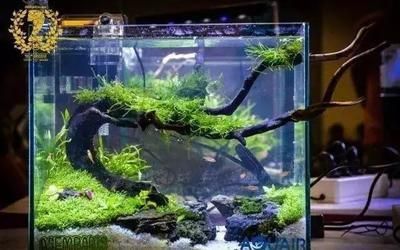 草缸觀賞魚混養魚最佳搭配（草缸觀賞魚混養搭配方案草缸觀賞魚混養魚最佳搭配方案）