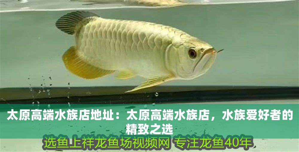 太原高端水族店地址：太原高端水族店，水族愛好者的精致之選 太原高端水族店地址：太原高端水族店，水族愛好者的精致之選 觀賞魚百科 第1張