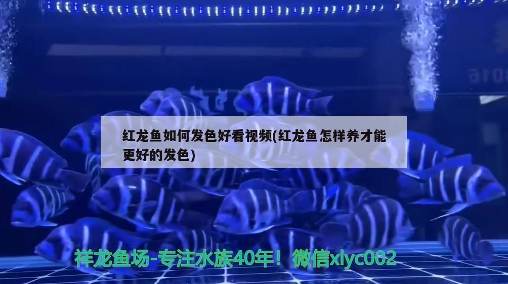 紅龍魚如何發色好看視頻(紅龍魚怎樣養才能更好的發色)