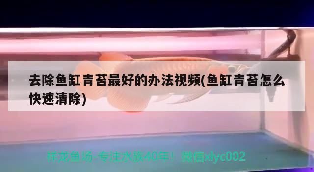 關(guān)于魚(yú)缸換水的個(gè)人見(jiàn)解 觀賞魚(yú)百科 第2張 關(guān)于魚(yú)缸換水的個(gè)人見(jiàn)解 關(guān)于魚(yú)缸換水的個(gè)人見(jiàn)解 觀賞魚(yú)百科 第2張