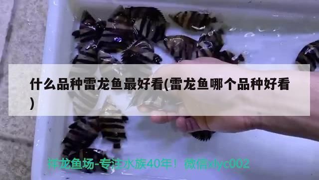 白子關刀魚:白子關刀和七彩燕能混養么
