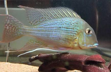 白子關刀魚:白子關刀和七彩燕能混養么