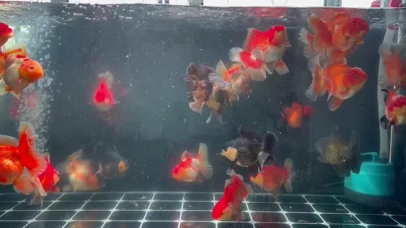 龍睛魚眼睛上有白色泡泡 龍睛魚眼睛上有白色泡泡 觀賞魚百科 第6張