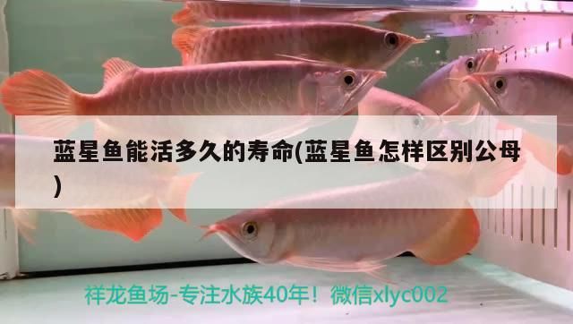 藍星魚能活多久的壽命(藍星魚怎樣區別公母)