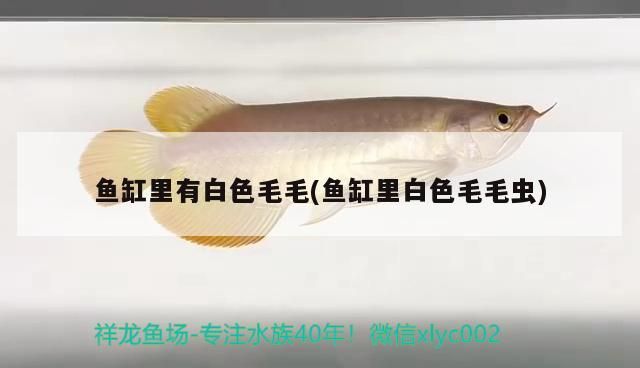 魚缸里有白色毛毛(魚缸里白色毛毛蟲)
