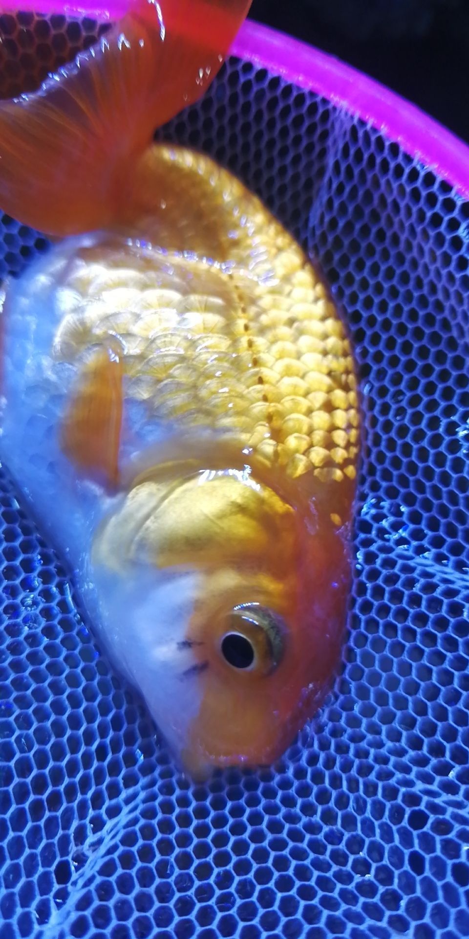 黃水魚缸怎么做好看又實用的(黃水魚缸怎么做好看又實用的圖片)