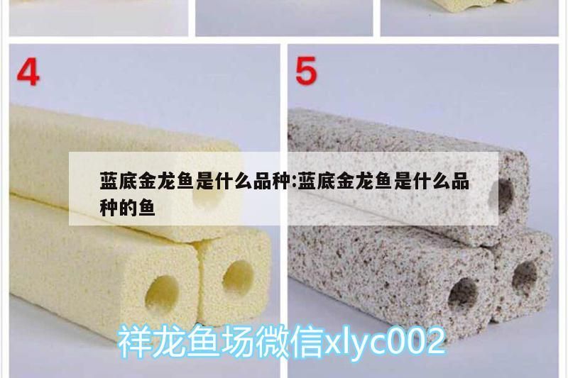 藍底金龍魚是什么品種:藍底金龍魚是什么品種的魚