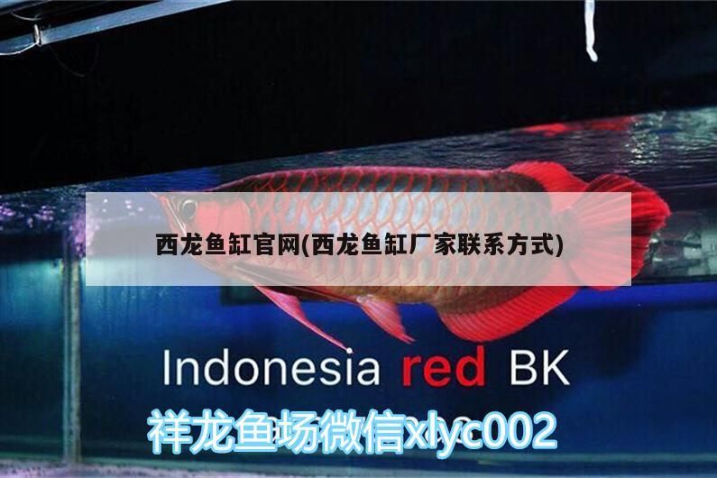 給大魚缸換水的作文:體驗給大魚缸換水的樂趣:體驗給大魚缸換水:給大魚缸換水的作文 西龍魚缸官網(西龍魚缸廠家聯系方式) 觀賞魚百科 西龍魚缸官網(西龍魚缸廠家聯系方式) 西龍魚缸官網(西龍魚缸廠家聯系方式) 觀賞魚百科