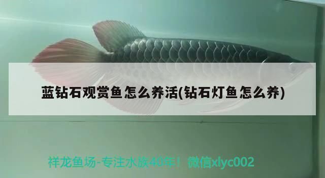 藍鉆石觀賞魚怎么養活(鉆石燈魚怎么養) 藍鉆石觀賞魚怎么養活(鉆石燈魚怎么養) 觀賞魚百科