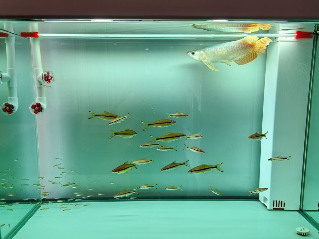 龍魚咬尾