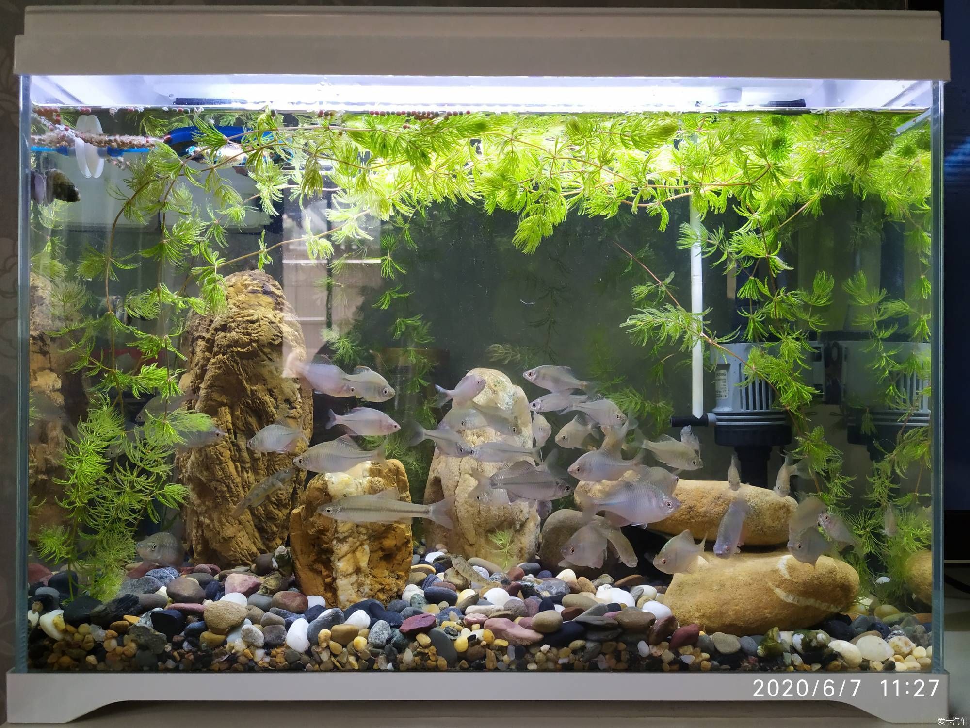 赤峰新城區賣觀賞魚的地方有哪些（赤峰新城區賣觀賞魚的地方有哪些呢）