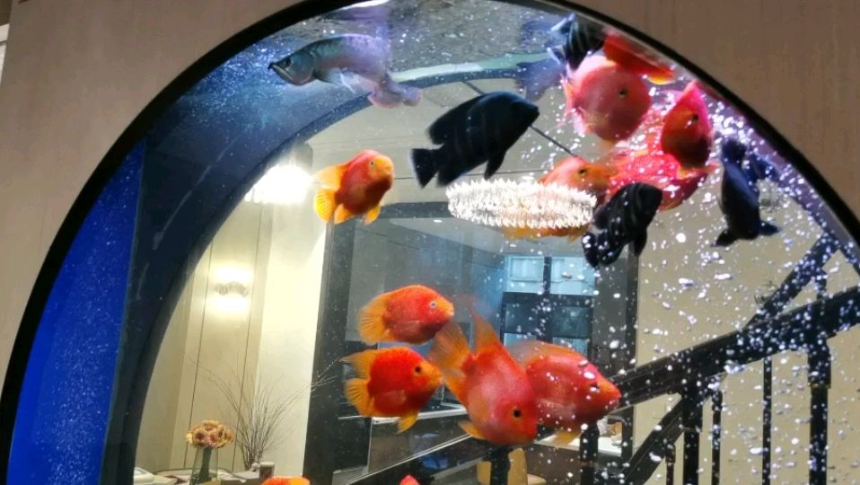 聊城水族館造浪 聊城水族館造浪 觀賞魚百科 第1張