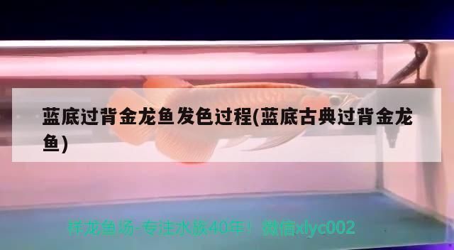 藍底過背金龍魚發色過程(藍底古典過背金龍魚) 藍底過背金龍魚發色過程(藍底古典過背金龍魚) 觀賞魚百科