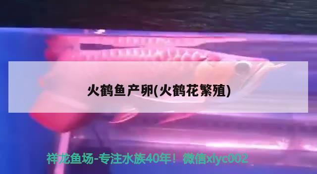 火鶴魚產卵(火鶴花繁殖) 火鶴魚產卵(火鶴花繁殖) 觀賞魚百科