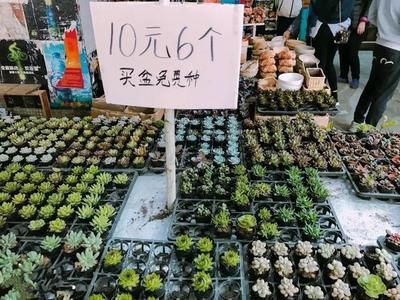 芳村花鳥市場有什么賣的：廣州芳村花鳥魚蟲大世界