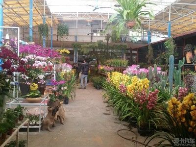 芳村花鳥市場有什么賣的：廣州芳村花鳥魚蟲大世界