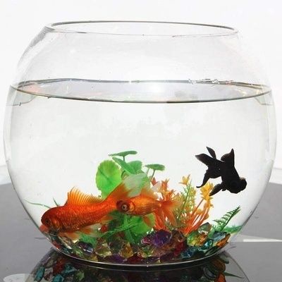 魚缸里的木頭是什么木材啊圖片（魚缸里的木頭是什么木材啊圖片大全） 魚缸里的木頭是什么木材啊圖片（魚缸里的木頭是什么木材啊圖片大全） 觀賞魚百科