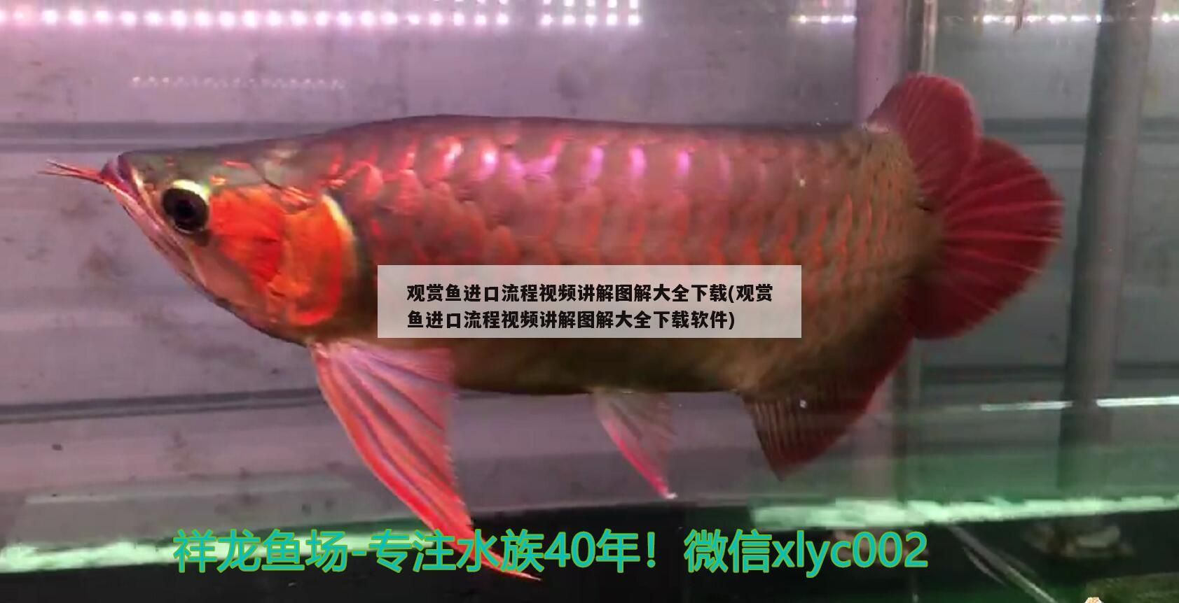 四平水族批發市場地址電話是多少?。ㄋ钠劫u魚市場在哪里）