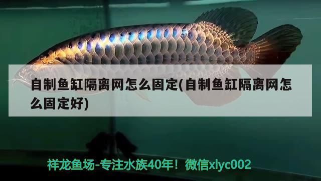 自制魚缸隔離網怎么固定(自制魚缸隔離網怎么固定好)