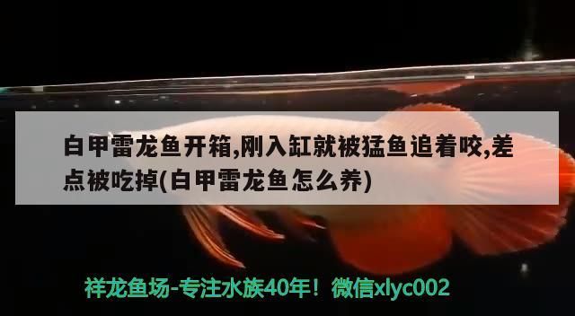 白甲雷龍魚開箱,剛入缸就被猛魚追著咬,差點被吃掉(白甲雷龍魚怎么養)