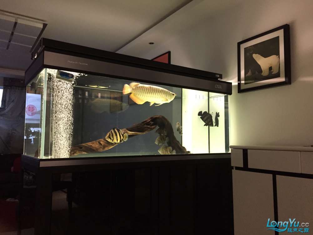 四海水族泰國貿(mào)易邀你來拼魚+泰愛你