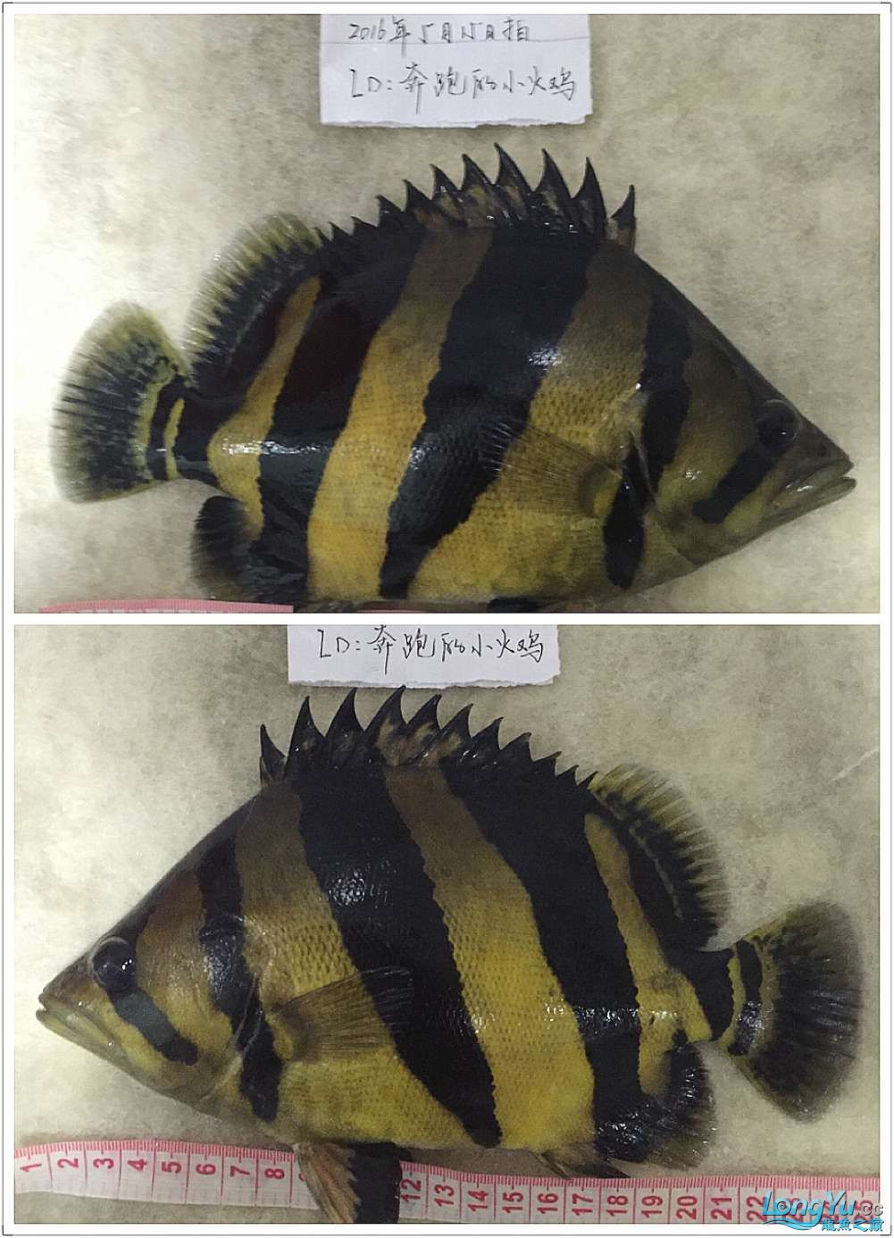 四海水族泰國貿(mào)易邀你來拼魚+泰愛你