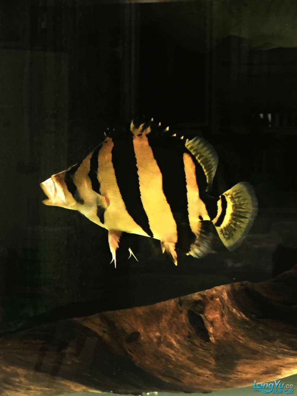 四海水族泰國貿(mào)易邀你來拼魚+泰愛你