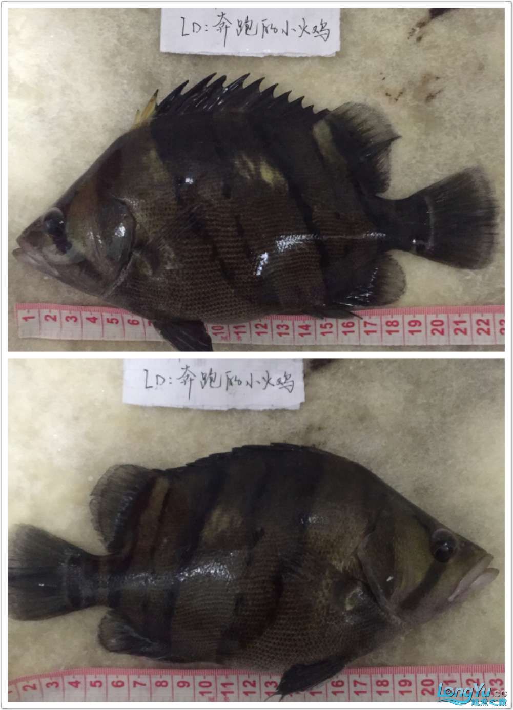 四海水族泰國貿(mào)易邀你來拼魚+泰愛你