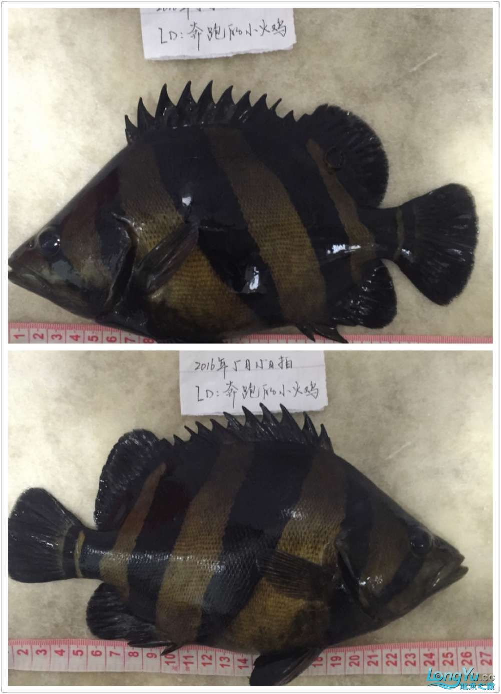 四海水族泰國貿(mào)易邀你來拼魚+泰愛你