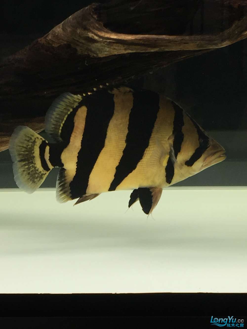 四海水族泰國貿(mào)易邀你來拼魚+泰愛你