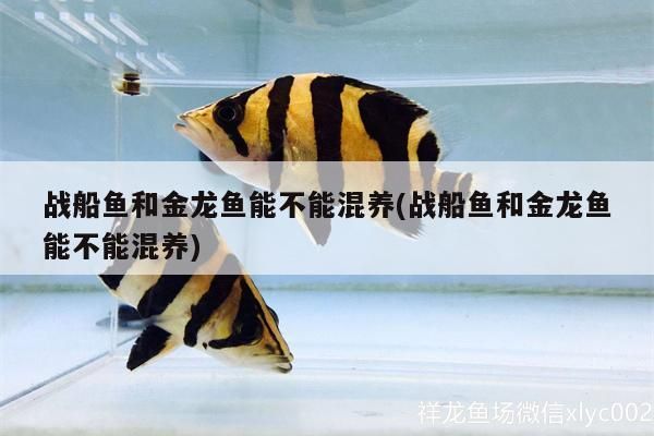 戰船魚和金龍魚能不能混養(戰船魚和金龍魚能不能混養)