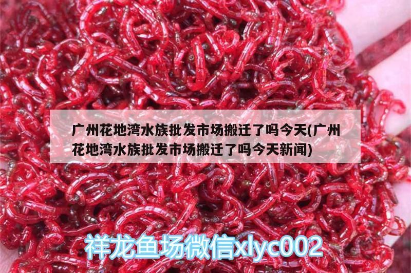 廣州花地灣水族批發市場搬遷了嗎今天(廣州花地灣水族批發市場搬遷了嗎今天新聞)