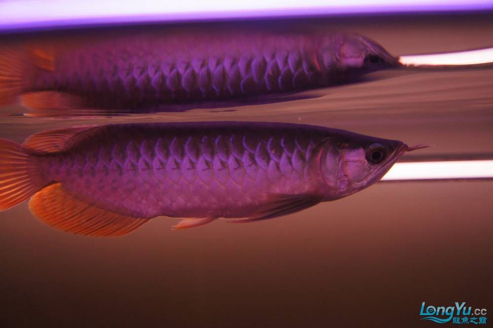 額地龍啊太溫柔了新手秀秀我的寶貝見笑了