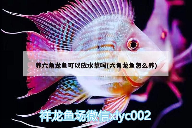 養六角龍魚可以放水草嗎(六角龍魚怎么養)