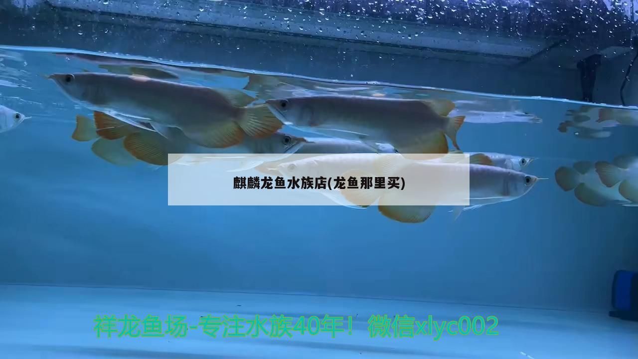 麒麟龍魚水族店(龍魚那里買) 麒麟龍魚水族店(龍魚那里買) 觀賞魚百科