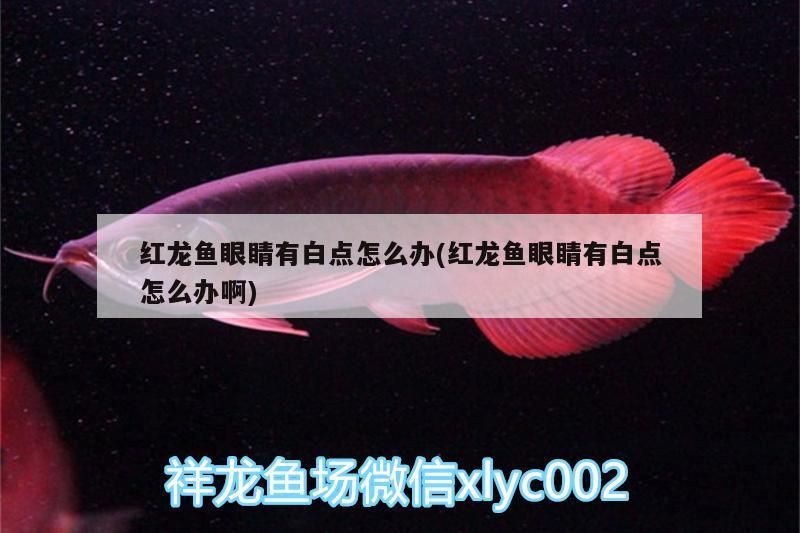 紅龍魚眼睛有白點怎么辦(紅龍魚眼睛有白點怎么辦啊)