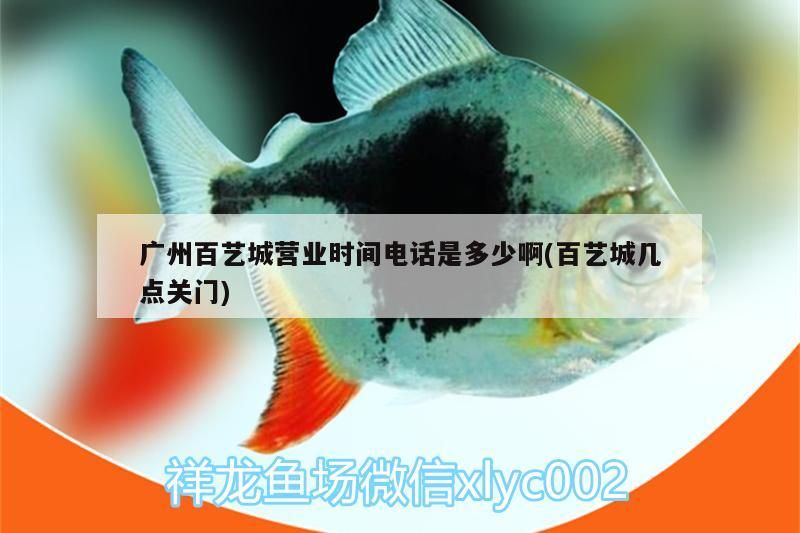廣州百藝城營業時間電話是多少啊(百藝城幾點關門)