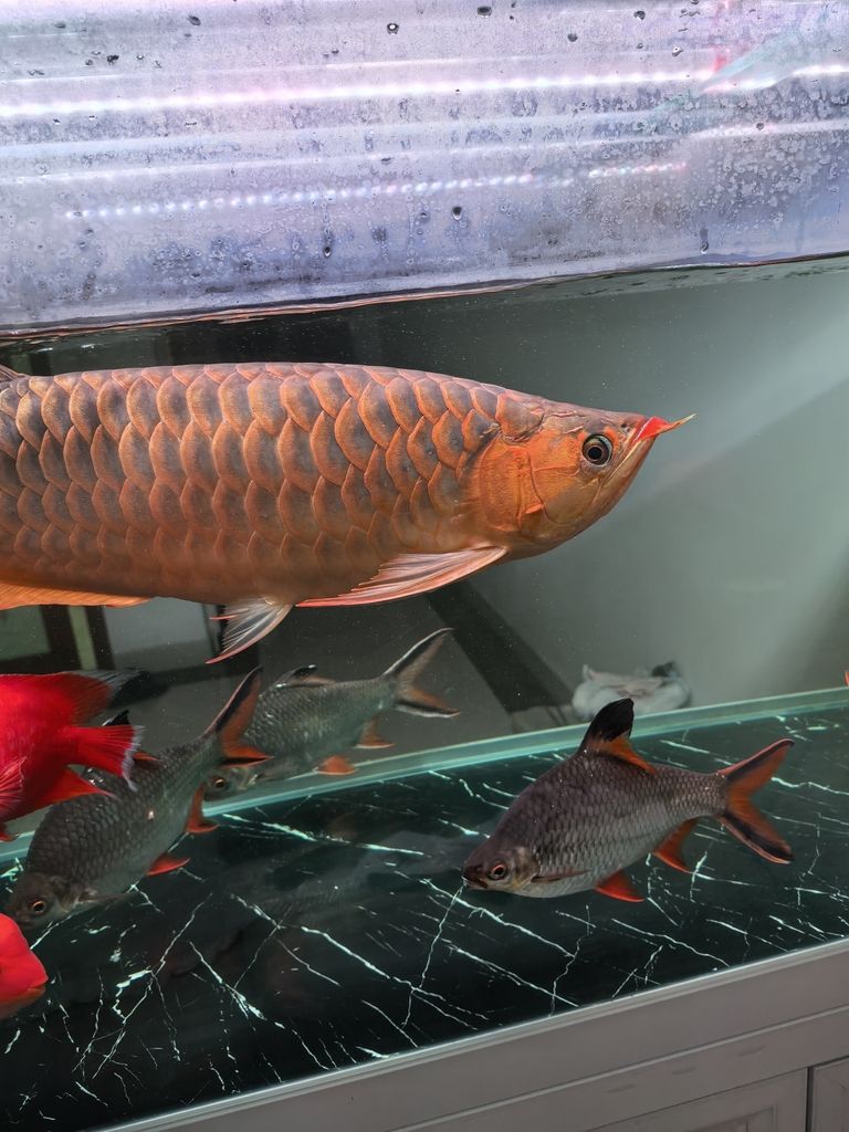 請教一下各位大神紅龍魚A區那一橫這兩天發現凸起來了是什么原因？正常的嗎？如果不正常需要怎么處理？