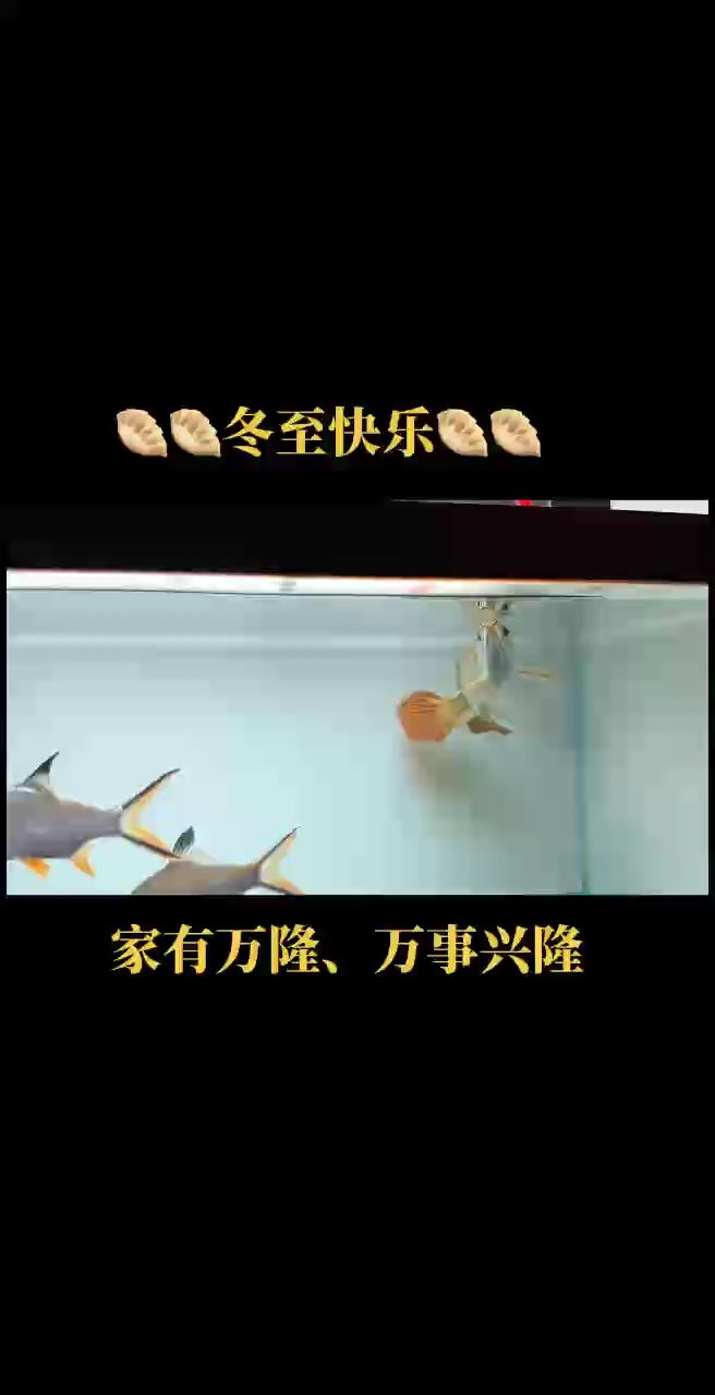 超冠F2“兇巴巴”同窩～～純純的小鋼炮一枚，狀態(tài)炸天！！！ 天鉤手，尾巴重疊，硬骨魚?? 老版型翹頭，鼻孔朝天，霸氣側(cè)漏！ 萬隆天王超冠F2血統(tǒng)（蘇呵德爾河域出品） 印尼????蘇呵德爾紅龍魚三大特點(diǎn)： 1??體型大 2??鯁骨硬 3??發(fā)色紅 #萬隆天王紅龍 #龍魚 #觀賞魚 #紅龍