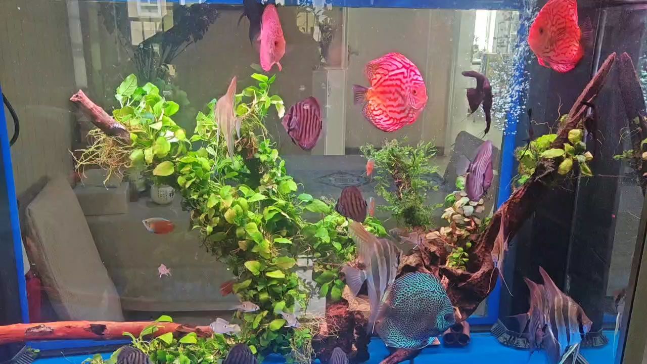 冬至快樂(lè)！！！！ 冬至快樂(lè)！！！！ 龍魚(yú)論壇