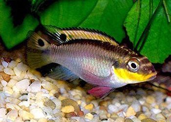 紅龍魚幾天喂一次最佳：紅龍魚每天需要喂食嗎，喂食紅龍魚的最佳時(shí)間是什么時(shí)候