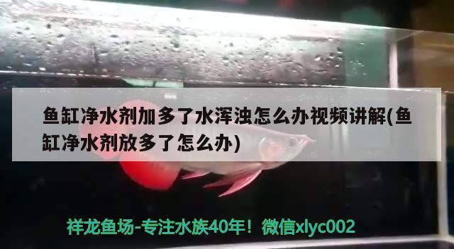 石家莊龍魚(yú)掉眼手術(shù)醫(yī)院電話是多少：石家莊龍魚(yú)掉眼手術(shù)醫(yī)院電話是多少號(hào)