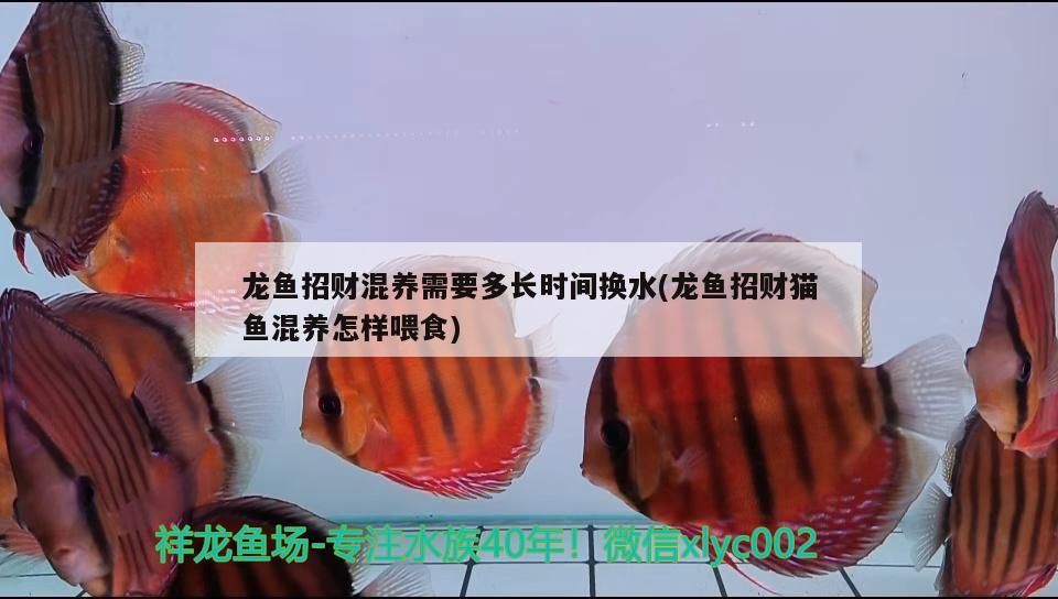 龍魚招財(cái)混養(yǎng)需要多長(zhǎng)時(shí)間換水(龍魚招財(cái)貓魚混養(yǎng)怎樣喂食)