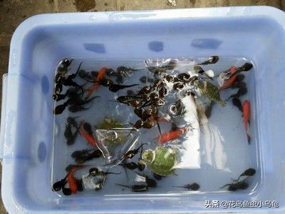 百藝城花鳥魚蟲營(yíng)業(yè)時(shí)間是幾點(diǎn)：百藝城花鳥魚蟲市場(chǎng)最新營(yíng)業(yè)時(shí)間