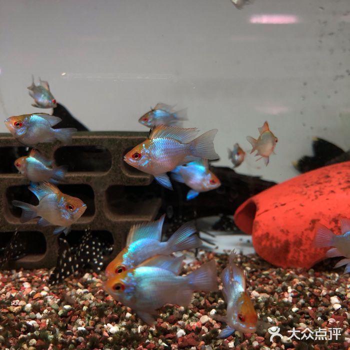 百藝城花鳥魚蟲營(yíng)業(yè)時(shí)間是幾點(diǎn)：百藝城花鳥魚蟲市場(chǎng)最新營(yíng)業(yè)時(shí)間
